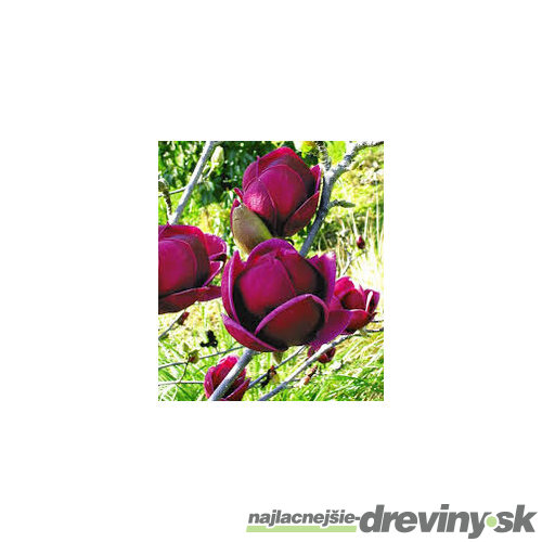 Magnólia Genie (kvitne 2 x ročne) 80/100 cm, v črepníku Magnolia Genie