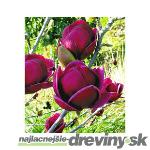 Magnólia Genie (kvitne 2 x ročne) 80/100 cm, v črepníku Magnolia Genie