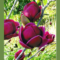 Magnólia Genie (kvitne 2 x ročne) 80/100 cm, v črepníku Magnolia Genie