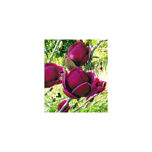 Magnólia Genie (kvitne 2 x ročne) 80/100 cm, v črepníku Magnolia Genie
