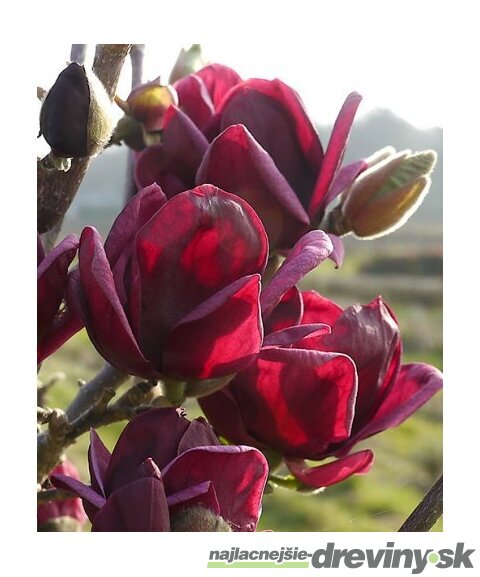 Magnólia Genie (kvitne 2 x ročne) na kmienku 100/120 cm , v črepníku 5l Magnolia Genie