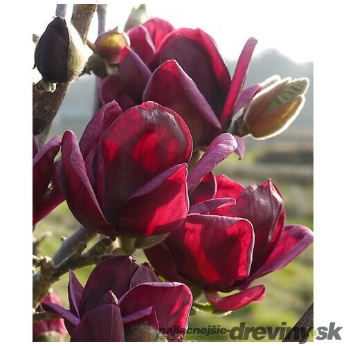 Magnólia Genie (kvitne 2 x ročne) na kmienku 100/120 cm , v črepníku 5l Magnolia Genie