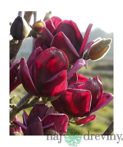 Magnólia Genie (kvitne 2 x ročne) na kmienku 100/120 cm , v črepníku 5l Magnolia Genie