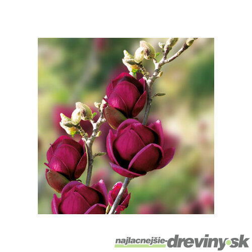 Magnólia Genie, výška 180/220 cm, v črepníku 20l, kvitne 2 krát do roka Magnolia Genie