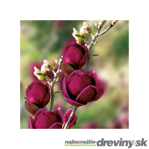 Magnólia Genie, výška 180/220 cm, v črepníku 20l, kvitne 2 krát do roka Magnolia Genie