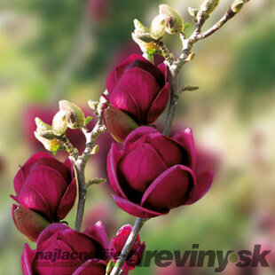 Magnólia Genie, výška 180/220 cm, v črepníku 20l, kvitne 2 krát do roka Magnolia Genie