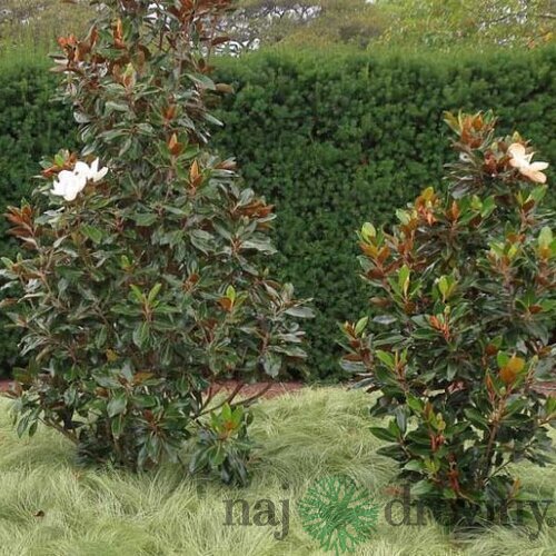 Magnólia Grandiflora Little Gem neopadavý druh 80/100 cm, v črepníku 10l Magnolia Grandiflora