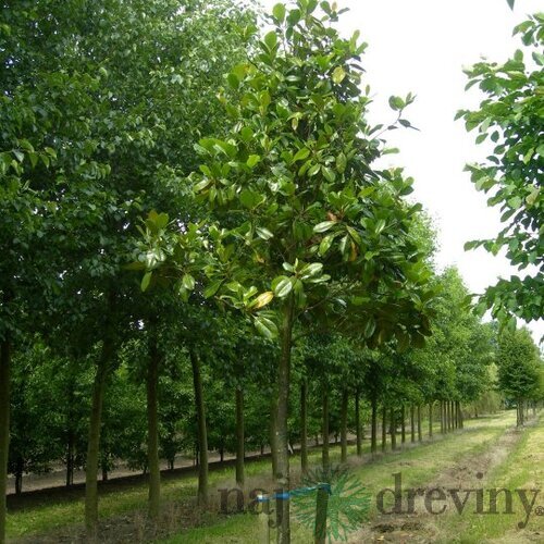 Magnólia Grandiflora, na kmienku 100 cm, výška 160 cm (neopadavý druh), v črepníku Magnolia Grandiflora