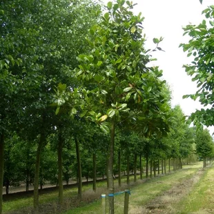 Magnólia Grandiflora, na kmienku 100 cm, výška 160 cm (neopadavý druh), v črepníku Magnolia Grandiflora