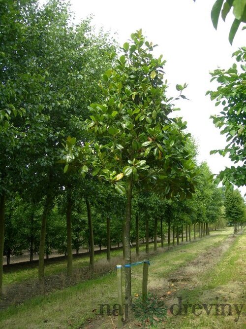 Magnólia Grandiflora, na kmienku 100 cm, výška 160 cm (neopadavý druh), v črepníku Magnolia Grandiflora