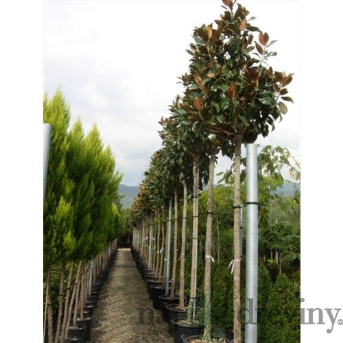 Magnólia grandiflora na kmienku 180/220 cm,  (neopadavý druh), v črepníku  Magnolia grandiflora Gallisoniensis