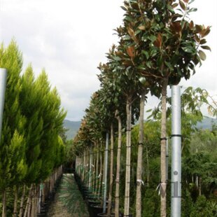 Magnólia grandiflora na kmienku 180/220 cm,  (neopadavý druh), v črepníku  Magnolia grandiflora Gallisoniensis
