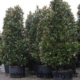 Magnólia Grandiflora (neopadavý druh) 30/40 cm, v črepníku Magnolia grandiflora Gallisoniensis