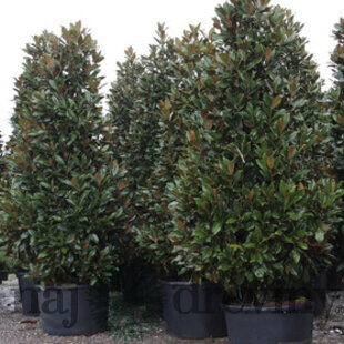Magnólia Grandiflora (neopadavý druh) 30/40 cm, v črepníku Magnolia grandiflora Gallisoniensis