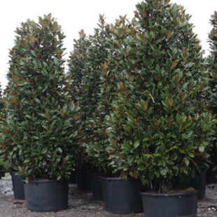 Magnólia Grandiflora (neopadavý druh) 60/80  cm, v črepníku Magnolia Gallissoniensis