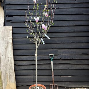 Magnólia Heaven Scent na kmienku 130/140 cm, obvod 6/8 cm,, v črepníku Magnolia Heaven Scent