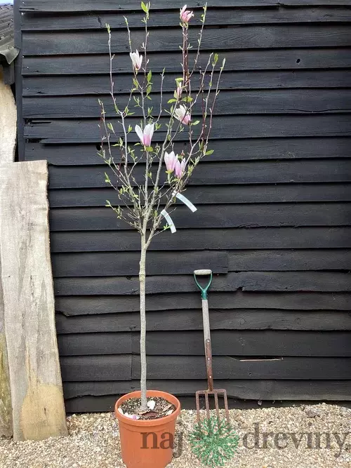 Magnólia Heaven Scent na kmienku 130/140 cm, obvod 6/8 cm,, v črepníku Magnolia Heaven Scent