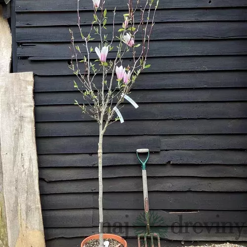 Magnólia Heaven Scent na kmienku 130/140 cm, obvod 6/8 cm,, v črepníku Magnolia Heaven Scent