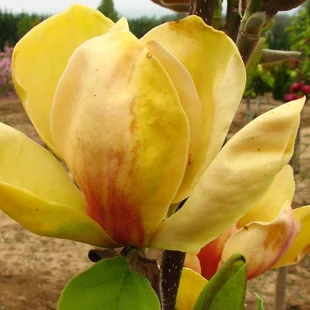Magnólia Honey Tulip 250/300 cm, v črepníku Magnolia Honey tulip