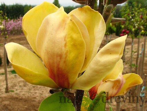 Magnólia Honey Tulip 250/300 cm, v črepníku Magnolia Honey tulip
