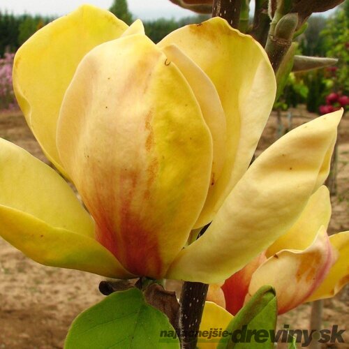 Magnólia Honey Tulip 250/300 cm, v črepníku Magnolia Honey tulip