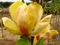 Magnólia Honey Tulip 250/300 cm, v črepníku Magnolia Honey tulip