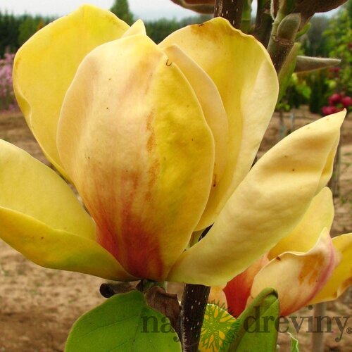 Magnólia Honey Tulip 250/300 cm, v črepníku Magnolia Honey tulip