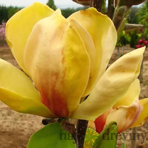 Magnólia Honey Tulip 250/300 cm, v črepníku Magnolia Honey tulip