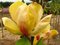 Magnólia Honey Tulip 250/300 cm, v črepníku Magnolia Honey tulip