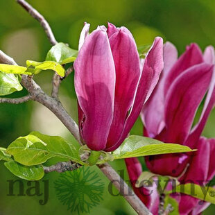 Magnólia Ľaliokvetá Nigra 40/60 cm, v črepníku Magnolia Liliflora Nigra