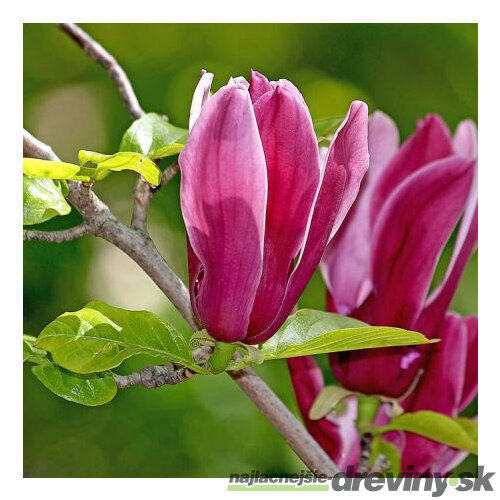 Magnólia Ľaliokvetá Nigra 40/60 cm, v črepníku Magnolia Liliflora Nigra