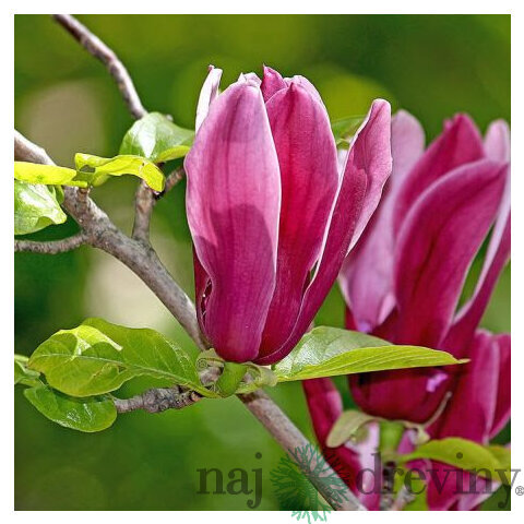 Magnólia Ľaliokvetá Nigra 40/60 cm, v črepníku Magnolia Liliflora Nigra