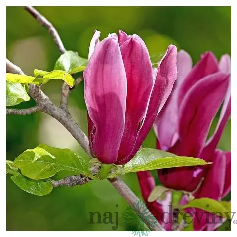 Magnólia Ľaliokvetá Nigra 40/60 cm, v črepníku Magnolia Liliflora Nigra