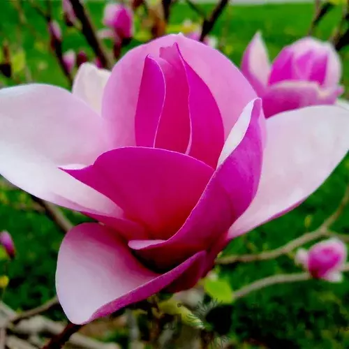 Magnólia Lennei, výška 60/80 cm, v črepníku Magnolia Lennei Alba