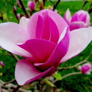 Magnólia Lennei, výška 60/80 cm, v črepníku Magnolia Lennei Alba