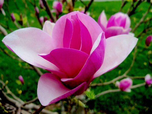 Magnólia Lennei, výška 60/80 cm, v črepníku Magnolia Lennei Alba