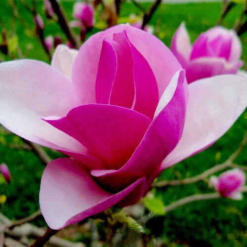 Magnólia Lennei, výška 60/80 cm, v črepníku Magnolia Lennei Alba