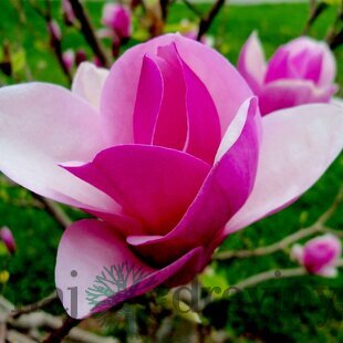 Magnólia Lennei, výška 60/80 cm, v črepníku Magnolia Lennei Alba