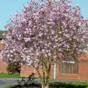 Magnolia ‘Leonard Messel, na kmienku 100 cm, v črepníku 10 l ‘Magnolia loebneri ‘Leonard Messel‘