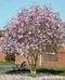 Magnolia ‘Leonard Messel, na kmienku 100 cm, v črepníku 10 l ‘Magnolia loebneri ‘Leonard Messel‘