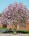 Magnolia ‘Leonard Messel, na kmienku 100 cm, v črepníku 10 l ‘Magnolia loebneri ‘Leonard Messel‘