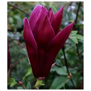 Magnólia liliflora Nigra 60/80 cm, v črepníku Magnolia liliiflora Nigra