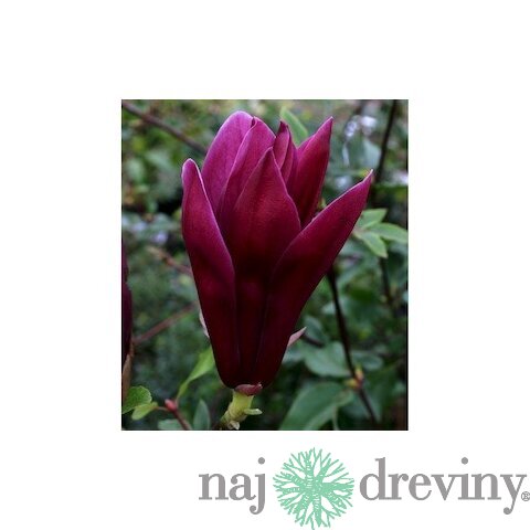 Magnólia liliflora Nigra 60/80 cm, v črepníku Magnolia liliiflora Nigra
