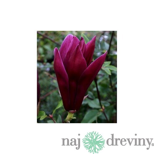 Magnólia liliflora Nigra 60/80 cm, v črepníku Magnolia liliiflora Nigra