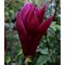 Magnólia liliflora Nigra 60/80 cm, v črepníku Magnolia liliiflora Nigra