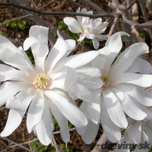 Magnólia Royal Star/kráľovská/, v črepníku 110/130 cm Magnolia stellata Royal Star