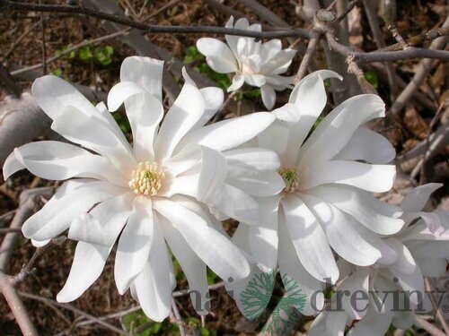Magnólia Royal Star/kráľovská/, v črepníku 90/120 cm Magnolia stellata Royal Star