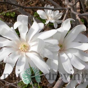 Magnólia Royal Star/kráľovská/, v črepníku 90/120 cm Magnolia stellata Royal Star