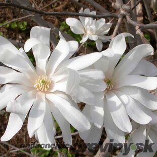 Magnólia Royal Star/kráľovská/, v črepníku 90/120 cm Magnolia stellata Royal Star