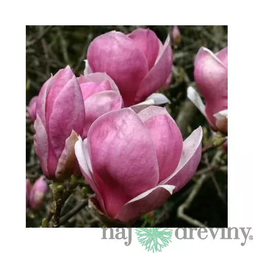 Magnólia Rustica Rubra 60/80 cm, v črepníku Magnolia Rustica Rubra